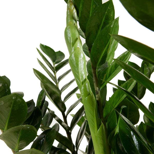Bloomique - Zamioculcas Zamiifolia - Glücksfeder - Zimmerpflanzen Groß - Sehr Pflegeleicht - Luftreinigend - Höhe 80-90 cm - Topf 21 cm