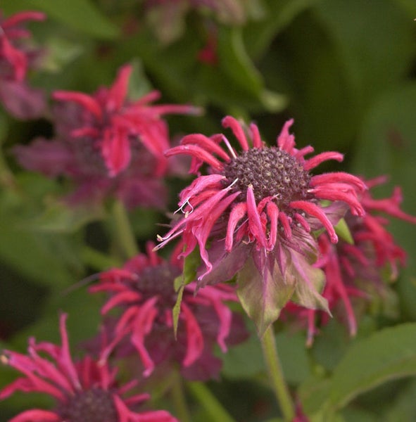 Nahaufnahme von roten Monarda-Blüten im Garten