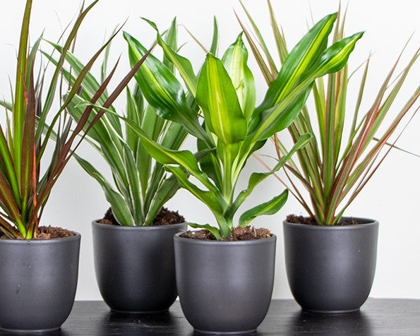 Bloomique - Dracaena Lemon Lime - Drachenbaum - Zimmerpflanzen - Luftreinigend - Sehr pflegeleicht - 20-30 cm Hoch - Topf 12 cm
