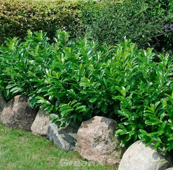 Im Garten gepflanzte Kirschlorbeerhecke als Grundstückseingrenzung