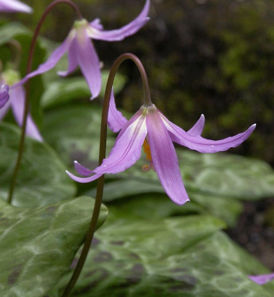 Blüte der Hundszahnlilie im Garten