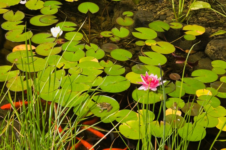 2x Nymphaea 'Attraction' – Seerose – Winterheart – Zone 4 – ⌀11 cm - ↕25-35 cm