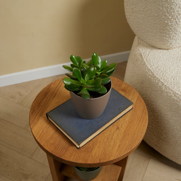 Bloomique - Crassula Ovata - Geldbaum - Sukkulenten - Zimmerpflanzen - Sehr Pflegeleicht - Höhe 15-20 cm - Topf 12 cm