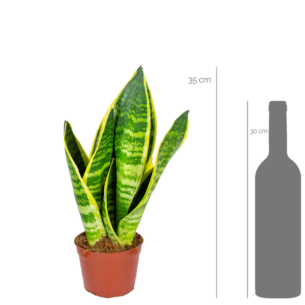 Sansevieria in einem Topf, Zimmerpflanze, circa 35 cm hoch