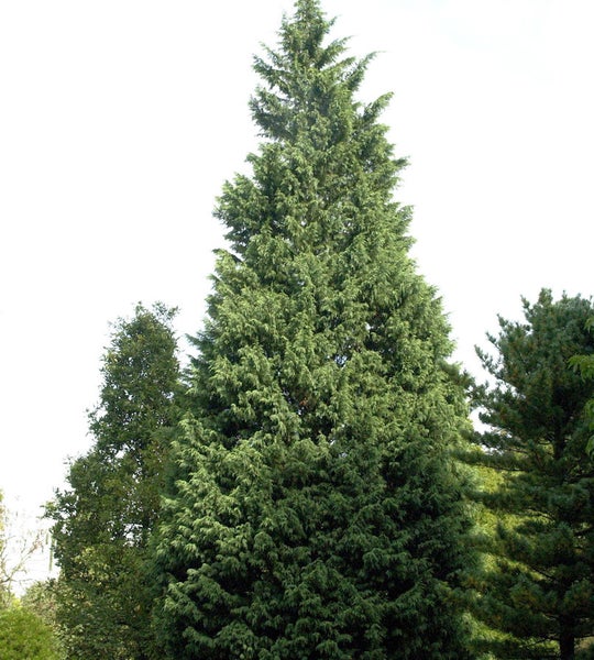 Im Bild ist eine Zypressenhecke zu sehen.