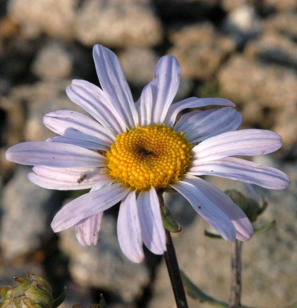 Nahaufnahme einer einzelnen blühenden Aster mit gelber Mitte und hellen Blütenblättern