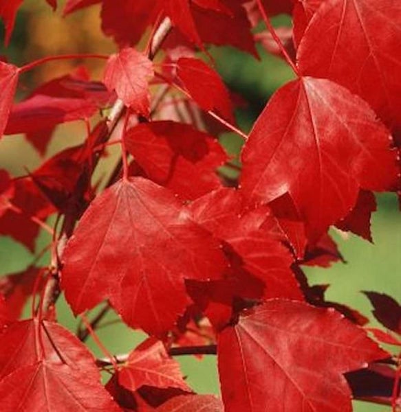 Nahaufnahme von leuchtend roten Ahornblättern an einem Baum