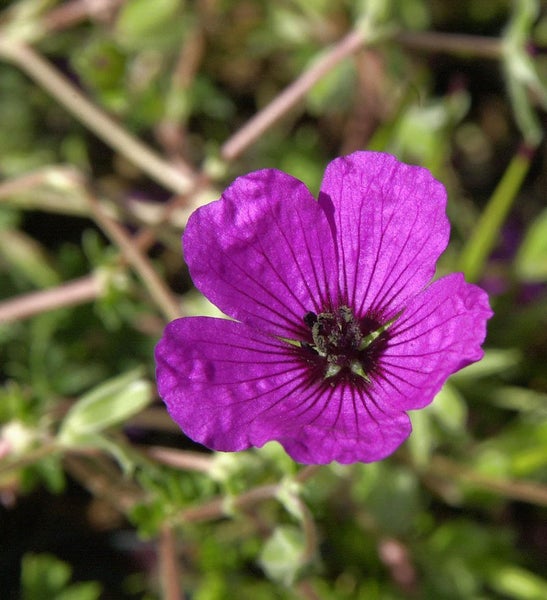 Einzelne lila Storchschnabelblüte im Detail