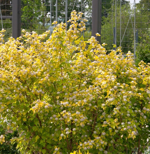 Gelblaubige Blasenspiere mit weißen Blüten