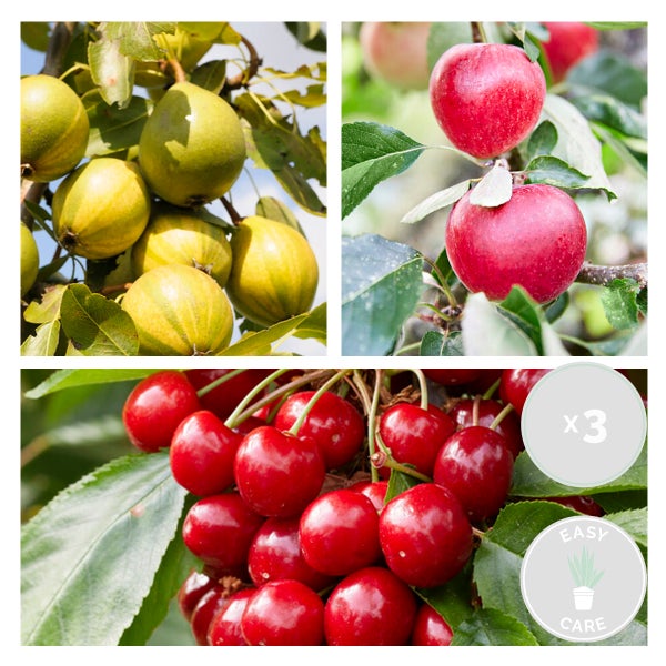 3x Mini-Fruchtmischung – Obstbäume – Pflegeleicht – ⌀9 cm - ↕30-35 cm