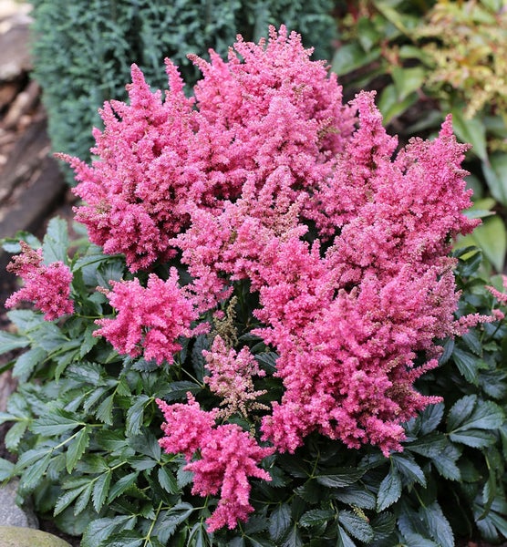 Astilbe Pflanze mit rosa Blüten im Garten