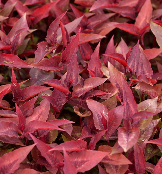 Nahaufnahme von rotem Gartenfuchsschwanz