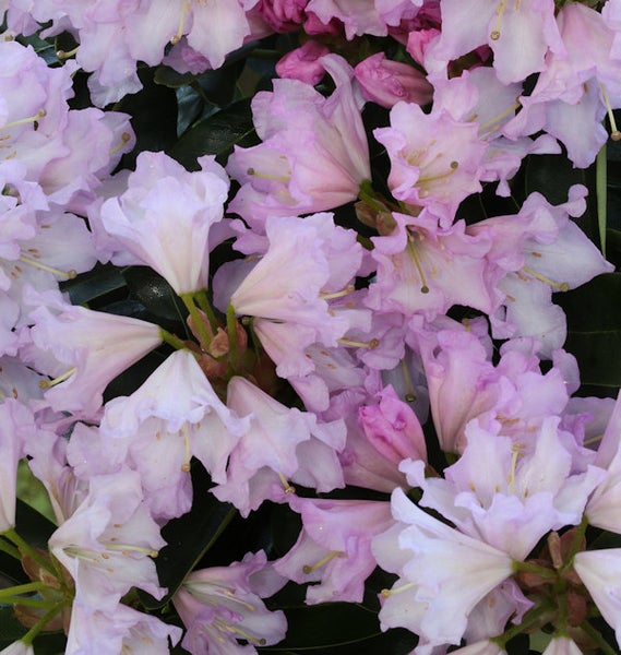 Nahaufnahme von Rhododendronblüten