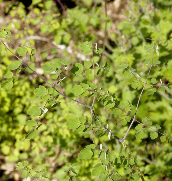 Nahaufnahme von Akeleiblättern