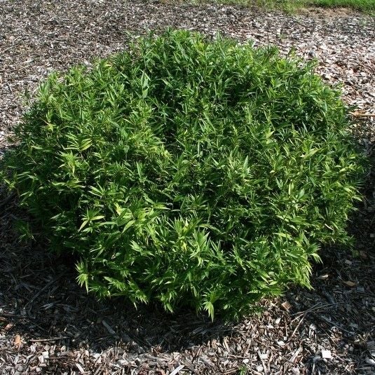 Runde grüne Gartenpflanze