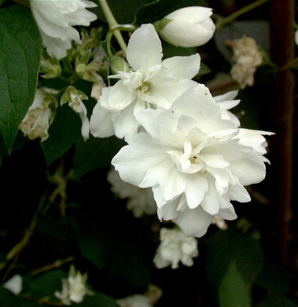 Nahaufnahme von gefüllten Pfeifensträuchern mit weißen Blüten