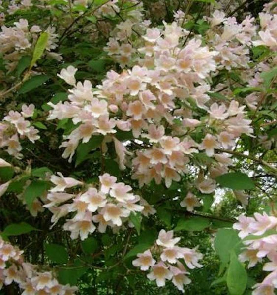 Blühender Kolkwitzie Strauch mit Blüten und Blättern.