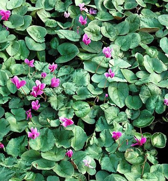 Nahaufnahme von Alpenveilchen mit grünen Blättern und violetten Blüten.
