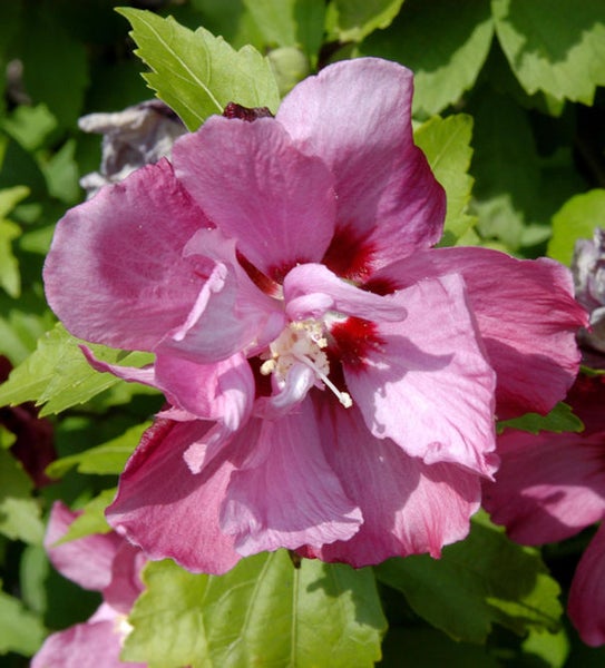 Blüte eines Hibiskusstrauchs