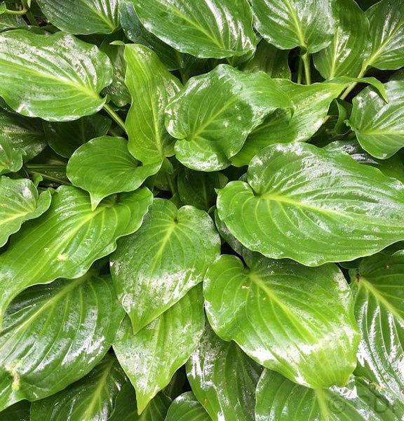 Nahaufnahme von Funkienblättern