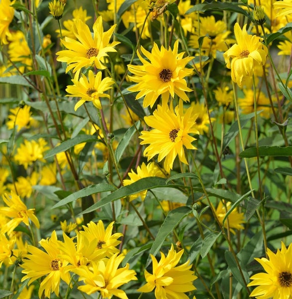 Gelbe Staudensonnenblumen im Garten