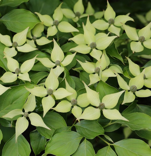 Blütenstände des Blumen-Hartriegels mit Blättern