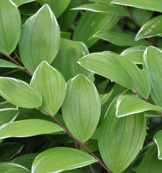 Nahaufnahme einer Salomonssiegel Pflanze mit grünen Blättern