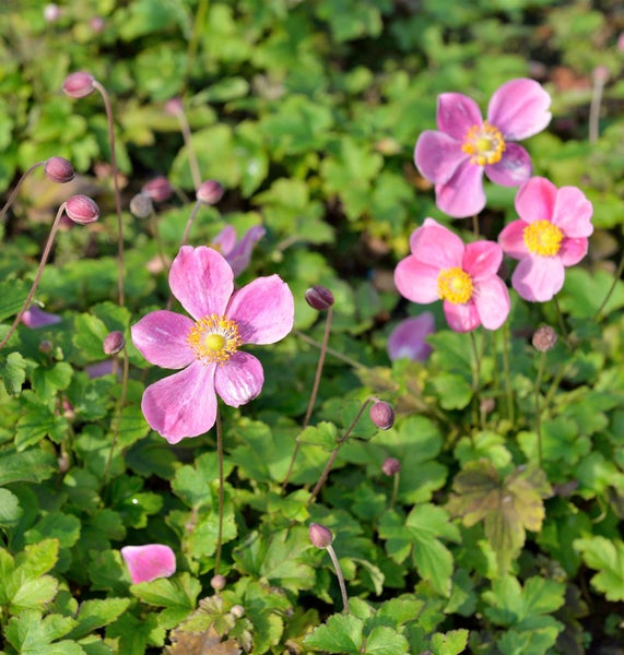 Nahaufnahme von rosa Herbst-Anemonen mit grünen Blättern