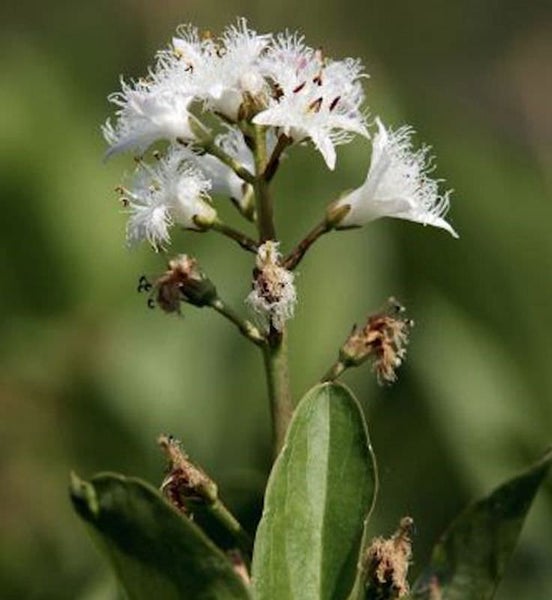 Blütenstand des Sumpfporsts mit weißen Blüten und grünen Blättern