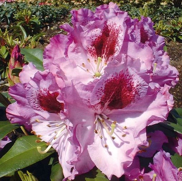 Nahaufnahme einer rosa Rhododendronblüte mit roten Flecken