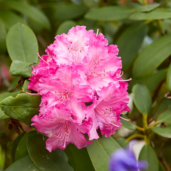 Bloomique - 3er-Set - Rhododendron - Lila, Rosa, Weiß - Immergrün - Winterhart - Gartenpflanzen - Höhe 15-20 cm - Topf 9 cm