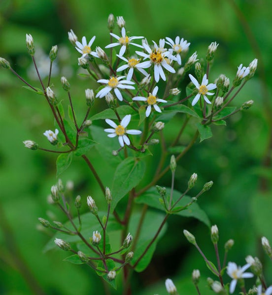 Nahaufnahme einer Eupatorium pflanze mit weißen Blüten