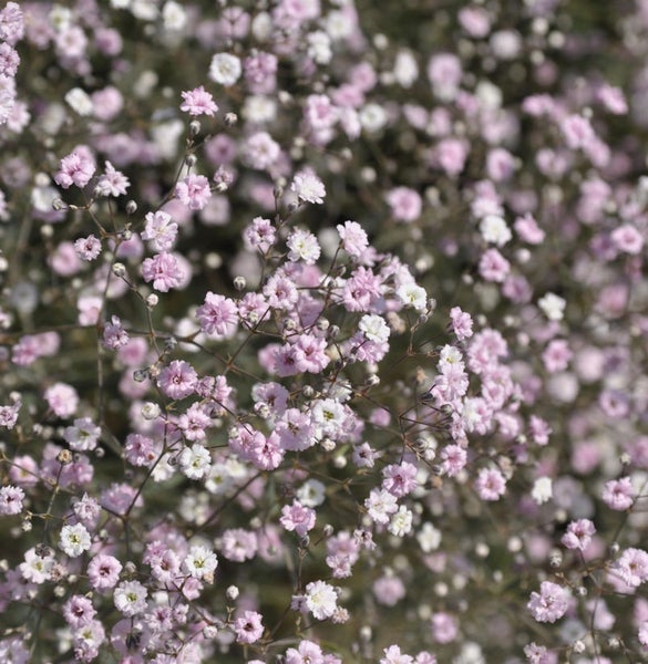 Nahaufnahme von Schleierkraut mit kleinen Blüten
