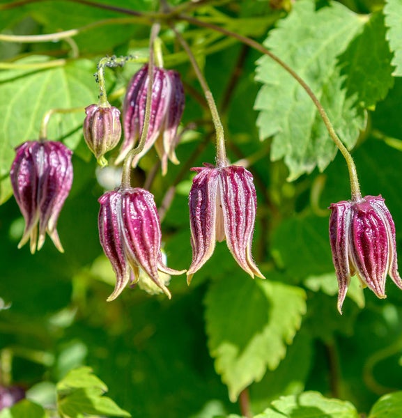 Blühende Clematis im Garten