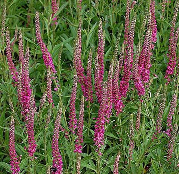 Blühende Veronica Spicata Gartenpflanze