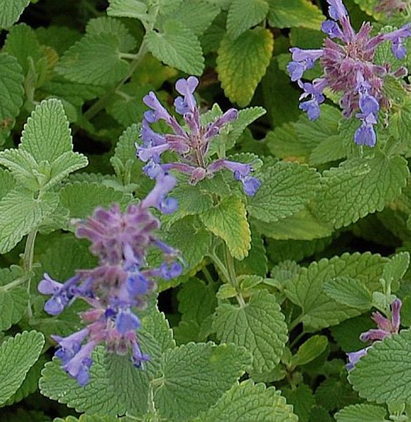Nahaufnahme von blühender Katzenminze