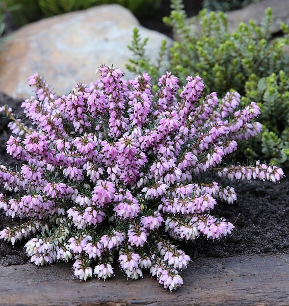 Blühende Heidepflanze im Gartenbeet