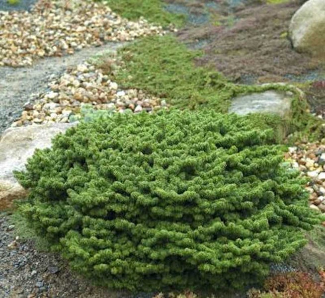 Bodendeckerpflanze im Garten mit Steinen und verschiedenen Pflanzen