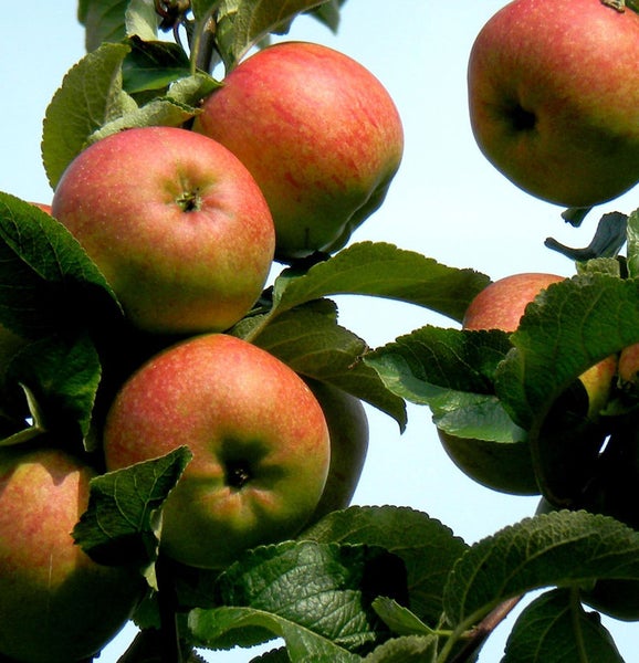 Äpfel am Apfelbaum mit Blättern