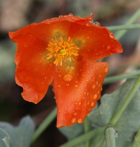 Nahaufnahme einer orangeroten Mohnblume mit Wassertropfen
