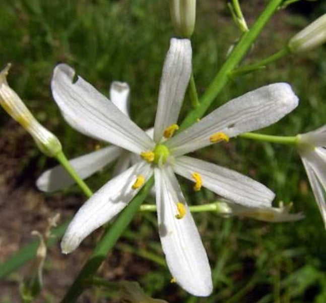 Nahaufnahme einer blühenden Graslilie