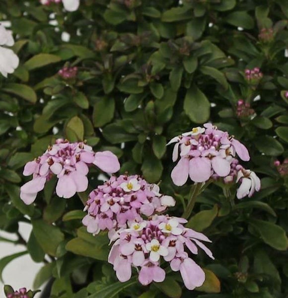 Iberis sempervirens mit rosa Blüten und grünen Blättern