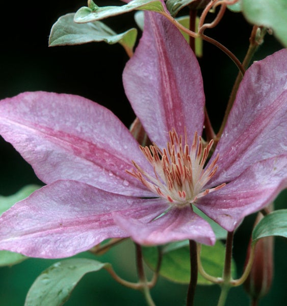 Nahaufnahme einer Clematisblüte mit Blütenblättern und Staubgefäßen
