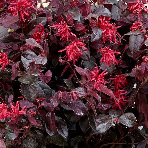 Nahaufnahme einer blühenden Chinesischen Zaubernuss mit roten Blüten und dunkelroten Blättern.
