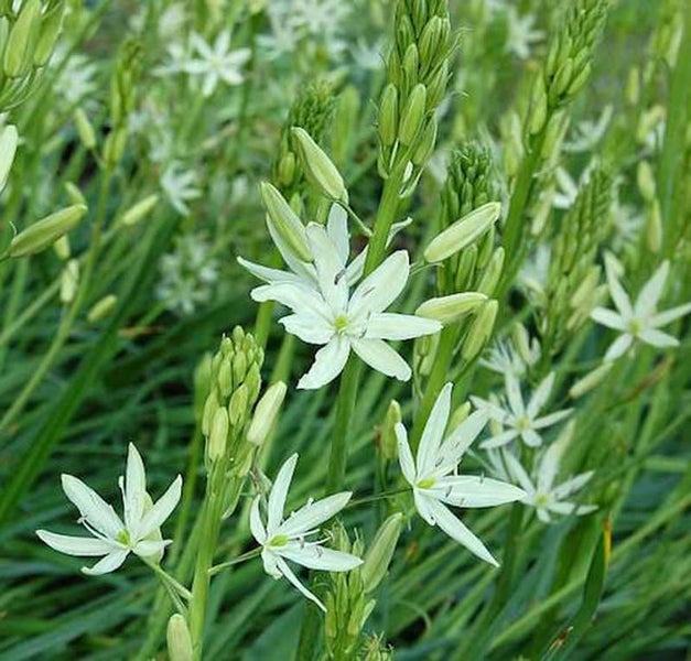 Nahaufnahme von Graslilienblüten in einem Garten.