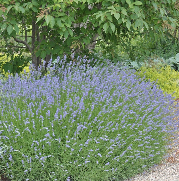Lavendelbusch im Garten