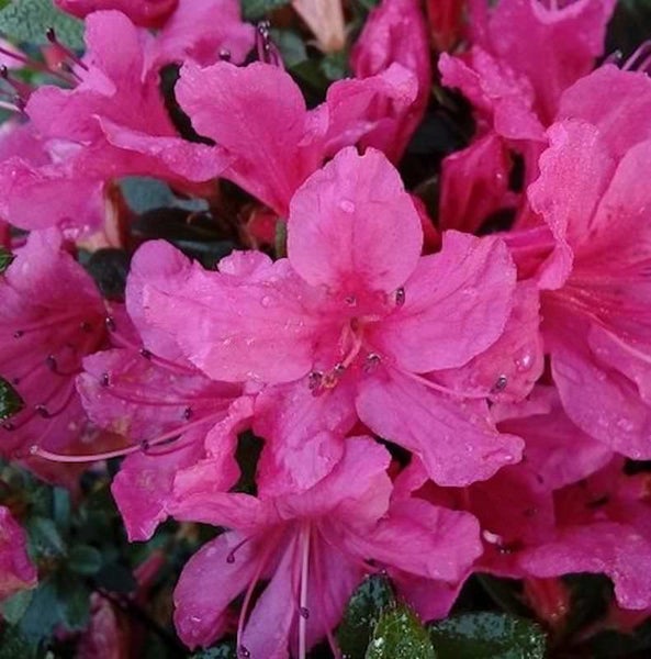 Nahaufnahme einer Azaleenblüte