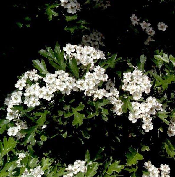 Weißdorn mit weißen Blüten und grünen Blättern
