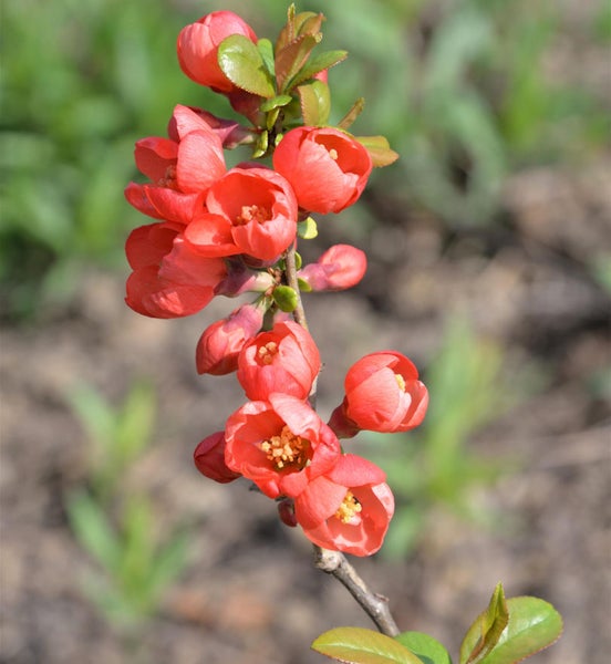 Nahaufnahme von Zierquittenblüten an einem Ast