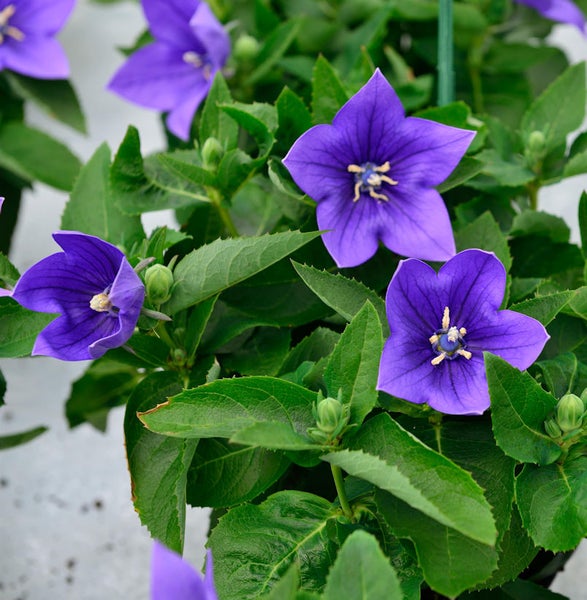 Glockenblumen mit grünen Blättern